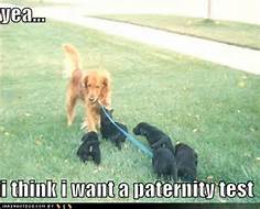 puppy-paternity-test